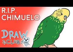 Enlace a El trágico final del pájaro Chimuelo