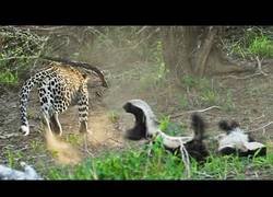 Enlace a Un tejón sorprendea un leopardo cuando iba a comerse a un compañero suyo