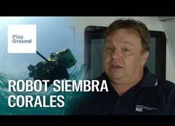 Enlace a La última esperanza para salvar la Gran Barrera de Coral