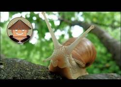 Enlace a ¿Qué pasa con los caracoles?