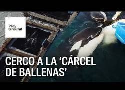 Enlace a Pulso legal contra la 