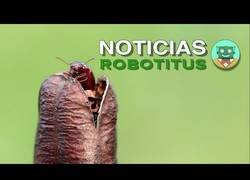 Enlace a La desaparición de los insectos