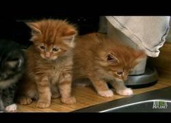 Enlace a Probando el agua