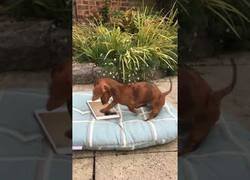 Enlace a Este perro es amante de la tecnología