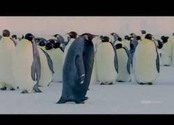 Enlace a El pingüino más raro del mundo