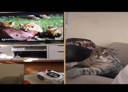 Enlace a Pillan a un gato totalmente aterrorizado mientras ve un documental de leones