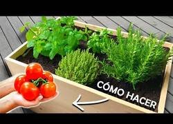 Enlace a Haciendo un huerto urbano en casa