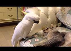 Enlace a Este loro solo quiere tener un amigo felino