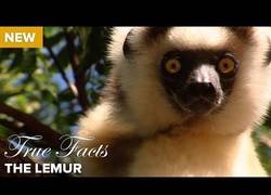 Enlace a Cosas que no sabías de los lemur [Inglés]