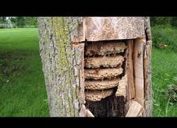 Enlace a La impresionante colonia de avispas encontrada en un árbol hueco
