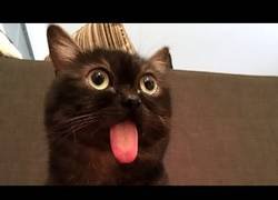 Enlace a Este gato está bugeado