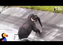 Enlace a Este elefante quedó atrapado en un canal de agua y la gente de los alrededores tuvo que acudir en su ayuda