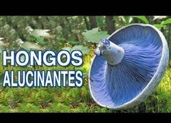 Enlace a Hongos increíbles
