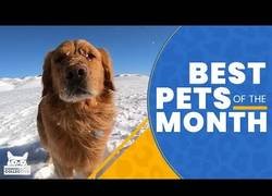 Enlace a Los animales más adorables que hemos visto en febrero