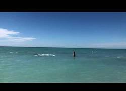 Enlace a Ese momento en el que un delfín aterroriza por completo a un bañista