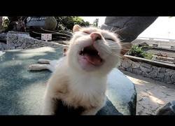 Enlace a Este gato experimenta realmente lo que es el placer