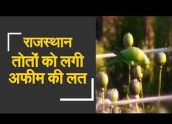 Enlace a Loros adictos al opio saquean por completo plantaciones de polen en la India