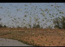 Enlace a La gran bandada de periquitos que da miedo con su presencia