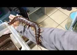 Enlace a Este taiwanés se deja pasear por su cuerpo un ciempiés venenoso enorme por su cuerpo