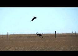 Enlace a Graban en Australia el raro ataque de un águila a un canguro adulto