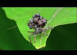 Enlace a Defensas de animales