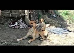 Enlace a Una perrita ha adoptado a un bebé de mono en la India y va con él a todas partes