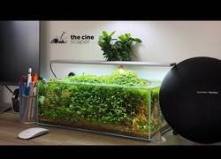Enlace a El maravilloso bonsai naciendo en un nano acuario