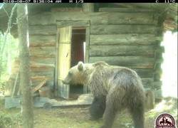 Enlace a Un oso se mete en una cabaña para robar un periódico y leerse las noticias locales