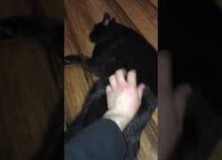 Enlace a Gran misterio por lo que lanza este gato desde su trasero mientras juegan