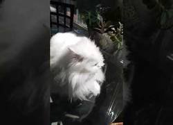 Enlace a Así es como saluda este gatico sordo desde hace 3 años a su dueño cuando le ve