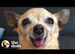 Enlace a El porqué de adoptar un perro senior