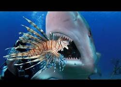Enlace a Enseñando a los tiburones y anguilas a comer peces leones
