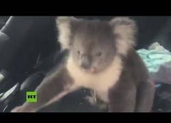 Enlace a Graban a un koala que se metió en el interior de un coche con aire acondicionado para huir del calor
