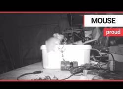 Enlace a Este ratón encontró el trastero desordenado y se puso a poner cada cosa dentro de una caja