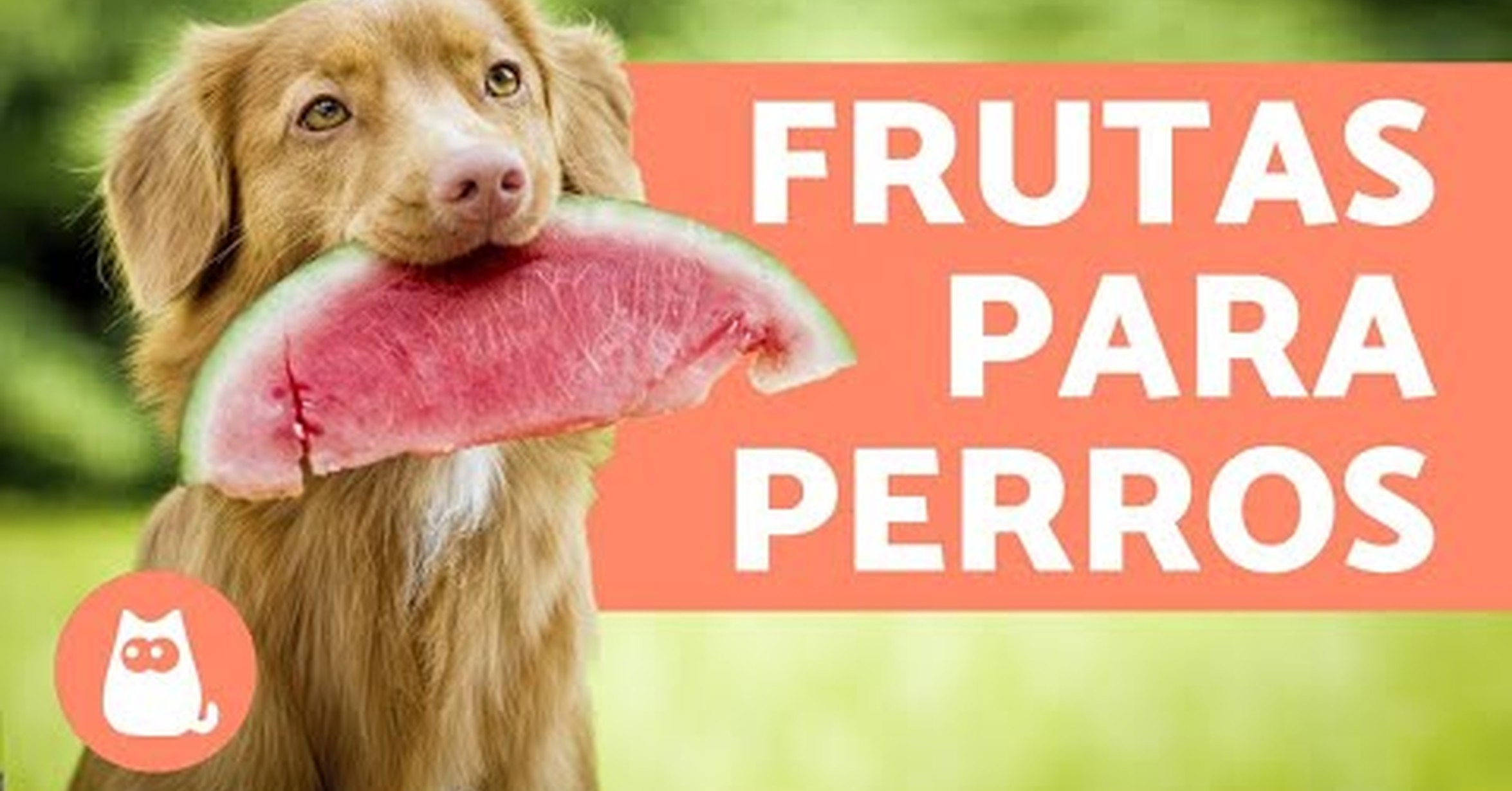 Que frutas son buenas para los perros