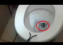 Enlace a Encuentran una serpiente escupidora de veneno metida en un lavabo