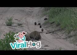 Enlace a La mangosta con más reflejo del mundo al huír en el último segundo del ataque de un leopardo