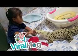 Enlace a Se hace famosa esta niña por cepillarle los dientes a su cocodrilo en casa