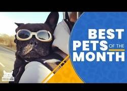 Enlace a Los mejores animalicos que hemos conocido en el mes de marzo