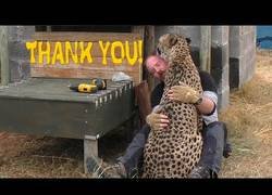 Enlace a Este guepardo agradece con cariño a su gran amigo que le construya escalones por los problemas con sus patas