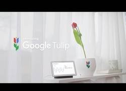 Enlace a Google presenta a Tulip para conversar con nuestras queridas plantas