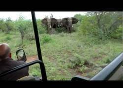 Enlace a Estos elefantes andan bien enfurecidos con este auto de turistas