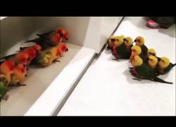 Enlace a Y de repente una pelea de pajaritos