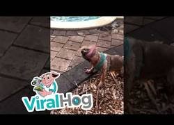 Enlace a La lengua de este perrete es extra larga