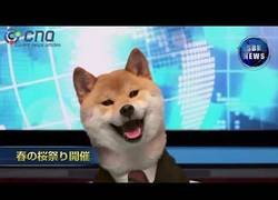 Enlace a Las noticias en Japón presentadas por un perro