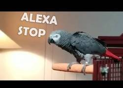 Enlace a Este loro odia la música que pone Alexa y le hace callar