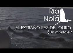 Enlace a Un extraño pez en Galicia