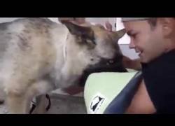 Enlace a Emotivo despido a un perro policía que es sacrificado por enfermedad