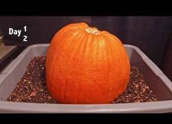 Enlace a Así es como un grupo de gusanos se zampa una calabaza en 62 días