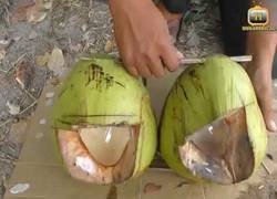 Enlace a El gran truco para pescar peces con un coco